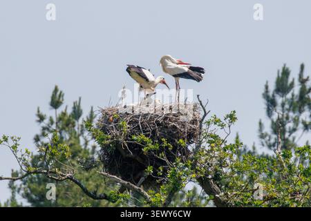 Weißstörche (Ciconia ciconia) auf einem Nest auf dem Knepp Estate in West Sussex, Großbritannien Stockfoto