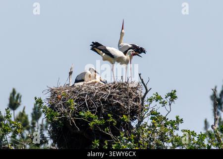 Weißstörche (Ciconia ciconia) auf einem Nest auf dem Knepp Estate in West Sussex, Großbritannien Stockfoto