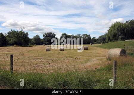 Runde (oder eher zylindrische) Heuballen auf einem Feld in Großbritannien Stockfoto