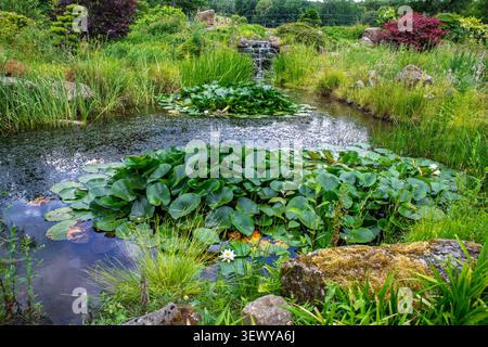Eine Verbreitung von Seerosenblättern auf diesem Teich im RHS Bridgewater Garden in Worsley bei Manchester. Stockfoto