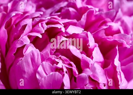 Lebendige Makroaufnahme mit gerafften magentafarbenen Pfingstrosenblüten. Die üppigen Schichten der Paeonia lactiflora heben die zarte florale Textur und den tiefrosa Farbton hervor Stockfoto
