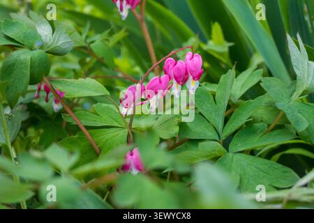 Nahaufnahme von Dicentra spectabilis-Blüten mit grün gelappten Blättern. Ideal für Gartenfotos, botanische Blumenkunst und elegante Frühlingshintergründe. Stockfoto