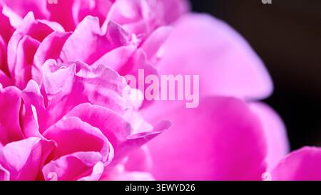 Lebendige Makroaufnahme mit gerafften magentafarbenen Pfingstrosenblüten. Die üppigen Schichten der Paeonia lactiflora heben die zarte florale Textur und den tiefrosa Farbton hervor Stockfoto
