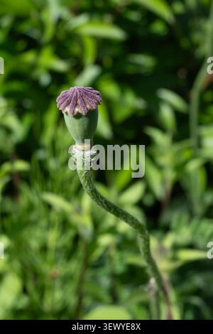 Vertikale Nahaufnahme einer grünen Mohnschote mit einer lila Krone. Ideal für botanische Lebenszyklusstudien, Makronaturfotografie und Samenschotttextur Stockfoto