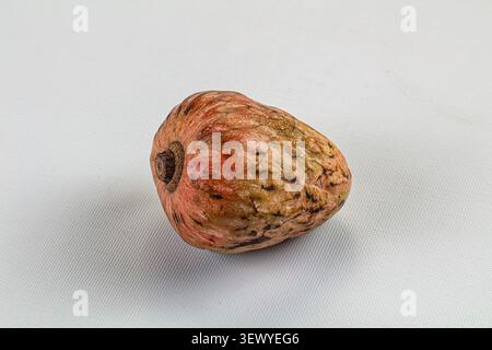 Einzelne reife tropische Früchte, rote Pudding-Apfel oder Cherimoya, isoliert auf weißem strukturiertem Hintergrund. Minimalistische Komposition betont die organische Textur A Stockfoto