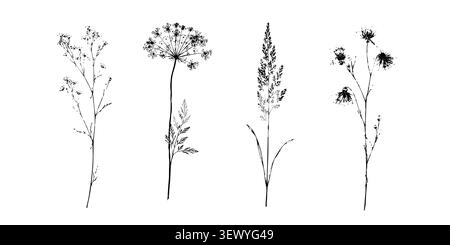 Vintage wilde botanische Pflanzenkollektion mit Wiesenblumen Gräsern und floralen Silhouetten mit natürlichen Prägetexturen für botanische Collagen Stock Vektor