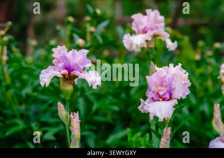 Blühende blassrosa bärtige Irisblumen im üppigen Sommergarten, elegante, dekorative Staudenblüten mit weichen Pastellblättern. Stockfoto