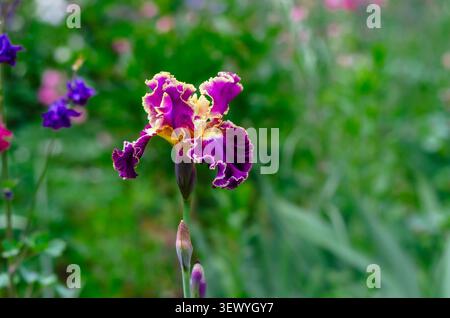 Lila gelbbbärtige Iris im üppigen Sommergarten, elegante dekorative Staudenblume mit weichen Pastellblättern. Stockfoto