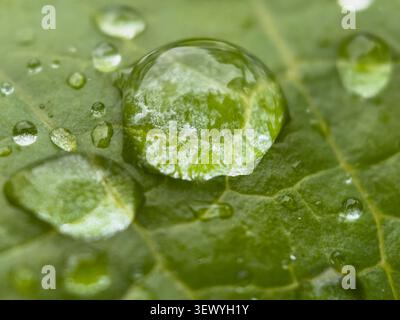 Wassertropfen ruhen auf einem grünen Blatt und zeigen klare Details der Blattstruktur in Bury, England an einem regnerischen Tag. Stockfoto