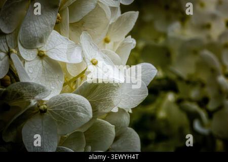 In Manchester, England, blühen im Frühjahr in der Nähe der Kamera Hortensie Blüten und zeigen ihre weißen Blüten und eine Vielzahl von Texturen und Formen. Stockfoto
