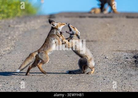 Zwei junge Rotfuchs kämpfen auf einer trockenen, staubigen Strecke unter klarem blauen Himmel intensiv und demonstrieren ihre wilde Natur und ihre territoriale Beh Stockfoto