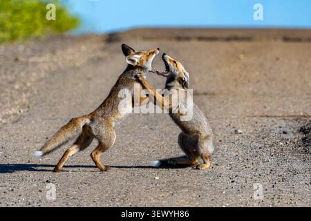 Zwei junge Rotfuchs kämpfen auf einer trockenen, staubigen Strecke unter klarem blauen Himmel intensiv und demonstrieren ihre wilde Natur und ihre territoriale Beh Stockfoto