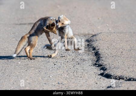 Zwei junge Rotfuchs kämpfen auf einer trockenen, staubigen Strecke unter klarem blauen Himmel intensiv und demonstrieren ihre wilde Natur und ihre territoriale Beh Stockfoto