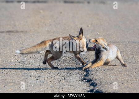 Zwei junge Rotfuchs kämpfen auf einer trockenen, staubigen Strecke unter klarem blauen Himmel intensiv und demonstrieren ihre wilde Natur und ihre territoriale Beh Stockfoto