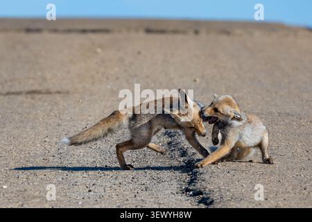 Zwei junge Rotfuchs kämpfen auf einer trockenen, staubigen Strecke unter klarem blauen Himmel intensiv und demonstrieren ihre wilde Natur und ihre territoriale Beh Stockfoto