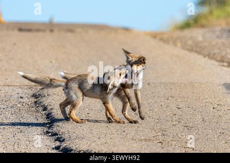 Zwei junge Rotfuchs kämpfen auf einer trockenen, staubigen Strecke unter klarem blauen Himmel intensiv und demonstrieren ihre wilde Natur und ihre territoriale Beh Stockfoto