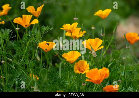 Bienen sammeln Pollen und Nektar von hellorange und gelben kalifornischen Mohnblumen, die während eines sonnigen Frühlings auf einer lebhaften grünen Wiese blühen Stockfoto