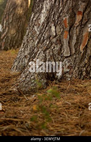 Nahaufnahme einer strukturierten Kiefernrinde am Stammfuß, umgeben von trockenen Kiefernnadeln in einem natürlichen Wald. Organische Waldszene ideal Stockfoto