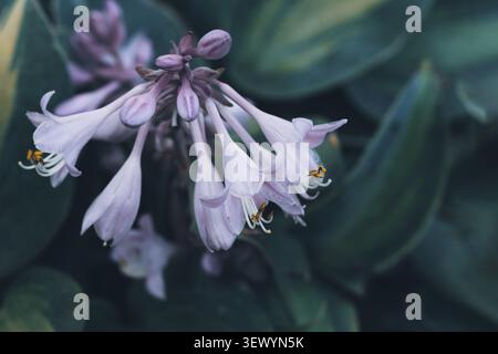 Hosta horizontale Makronaht blühender heller lila glockenförmiger Blumen mit buntem grünem Laubhintergrund Stockfoto