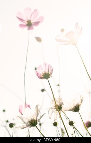 COSMOS bipinnatus vertikaler, hoher Tastendruck von zarten rosa und weißen Blüten, die in hellem, überbelichtetem Sonnenlicht blühen Stockfoto