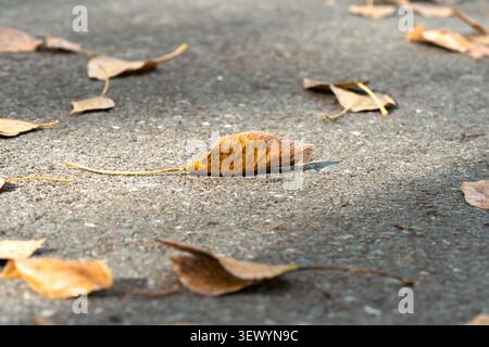Herbst lässt horizontale selektive Nahaufnahme auf Asphaltboden mit Kopierraum-Vorlage Stockfoto