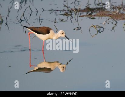 Stelzenläufer (Himantopus Himantopus) Stockfoto