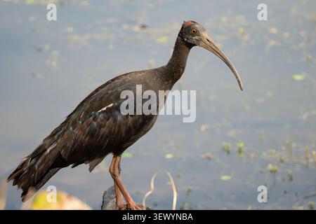 Rotnaped Ibis (Pseudibis papillosa), auch bekannt als „Indian Black Ibis Stockfoto