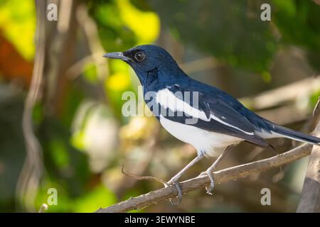 Orientalischer Elster (Copsychus saularis) Stockfoto
