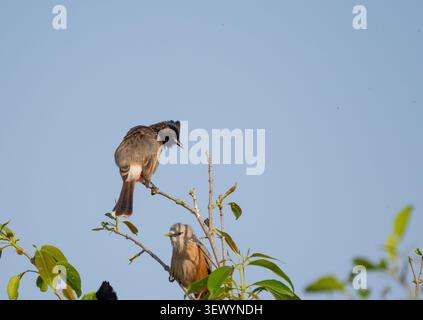 Rot-entlüftet Bulbul (Pycnonotus Cafer) Stockfoto
