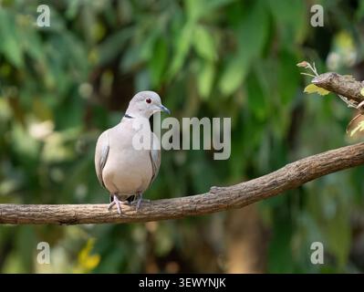 Eurasische Halsband-Taube (Streptopelia Decaocto) Stockfoto