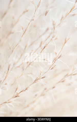 Miscanthus vertikale Makronaht von zarten flauschigen beigefarbenen Grasästen füllen Rahmen abstrakte Hintergrundtextur Stockfoto