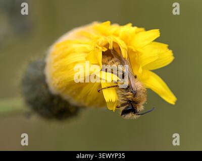 Pantaloon Bee, Hairy Legged Mining Bee, Dasypoda hirtipes; erwachsener Mann ruht in einer Falkweed Blume Norfolk Juli Stockfoto