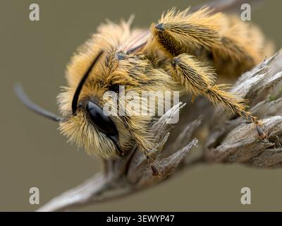 Pantaloon Bee; Hairy Legged Mining Bee; Dasypoda hirtipes; Erwachsener auf Küstengras Norfolk August Stockfoto