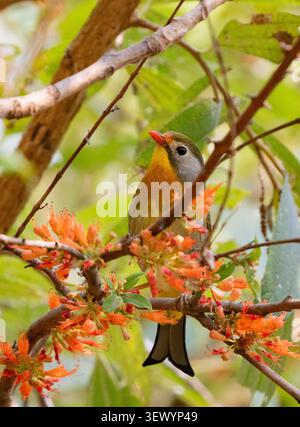 Rotbillard Leiothrix (Leiothrix lutea) Stockfoto