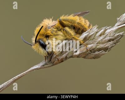 Pantaloon Bee; Hairy Legged Mining Bee; Dasypoda hirtipes; Erwachsener auf Küstengras Norfolk August Stockfoto