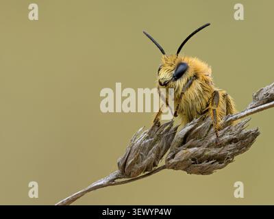 Pantaloon Bee; Hairy Legged Mining Bee; Dasypoda hirtipes; Erwachsener auf Küstengras Norfolk August Stockfoto