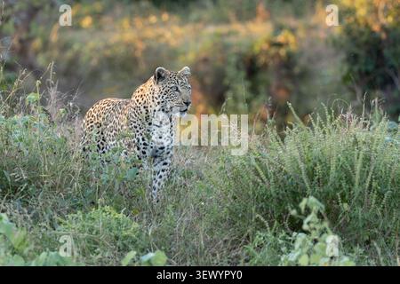 Ein erwachsener afrikanischer Leopard (Panthera pardus), der in Profilansicht zwischen grünem Pinsel und goldenem Stundenlicht im Kruger-Nationalpark, Südafrika, steht. Stockfoto