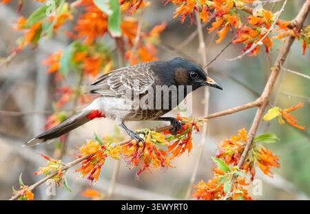 Rot-entlüftet Bulbul (Pycnonotus Cafer) Stockfoto