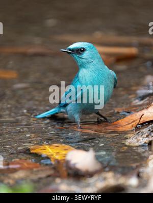 Verditer Flycatcher (Eumylas thalassinus) Stockfoto