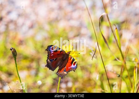 Pfauenfalter sitzt auf einer Wildblume auf einer Wiese in der Sonne Stockfoto