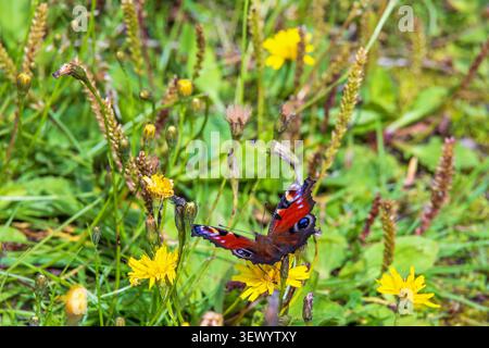 Farbenfroher Pfauenfalter auf einer Wildblume auf einer Wiese Stockfoto