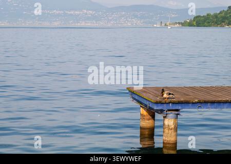 Zwei kleine Vögel ruhen am Rand eines hölzernen Piers über ruhigem Seewasser. Friedliche Naturszene mit Kopierraum und ruhiger Atmosphäre. Stockfoto