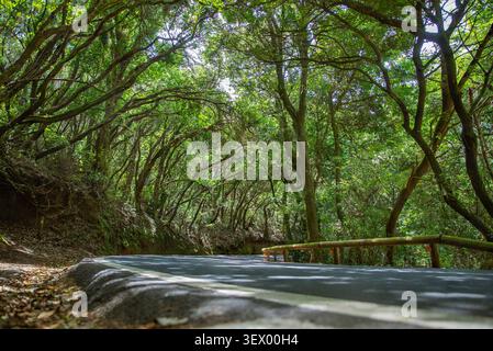 Malerische Bergstraße durch dichten grünen Wald mit natürlichem Baumtunnel Stockfoto