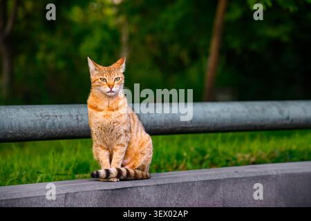 Braune Tabby-Katze sitzt auf einer Betonbarriere Stockfoto