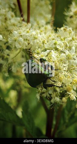 Eine Nahaufnahme eines grünen Käfers, der Rosenscheuer (Cetonia aurata), thront auf einer Blume inmitten eines belaubten, blühenden Zweiges, Steinachklamm, Frankenwald Natur Stockfoto