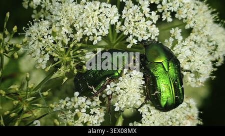 Zwei glänzend grüne Käfer - Rosenscheuerkäfer (Cetonia aurata) in Nahaufnahme - sitzen auf den weißen Blüten der wilden Karotte (Daucus carota), Stockfoto