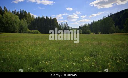 Panorama, grüne Blumenwiese mit Bäumen, über die sich ein blau bewölkter Himmel erstreckt, Frankenwaldsteigla, Kremnitztal, Wandern in der Frankenwaldwelt Stockfoto