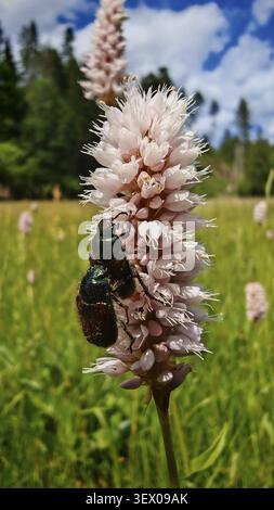 Zwei grüne Käfer, Gartenblattkäfer (Phyllopertha horticola), paarend auf einer blassrosa Blume inmitten einer grünen Landschaft mit bewaldeter Kulisse, Kremnit Stockfoto