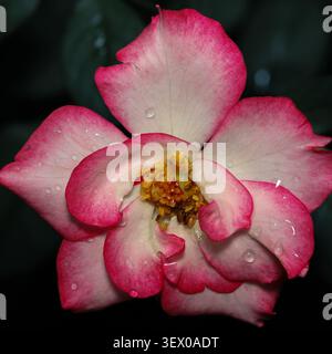 Bestaunen Sie die beeindruckende Schönheit einer Rose in voller Blüte, in der sanfte rosa Kanten in ein cremiges Zentrum versinken, das von winzigen, funkelnden Tautropfen beleuchtet wird Stockfoto