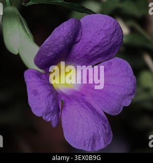 Eine fesselnde violette Blüte mit ihren tiefen Farben und sanften Kurven bietet eine friedliche und ruhige Präsenz in der Gartenlandschaft. Stockfoto